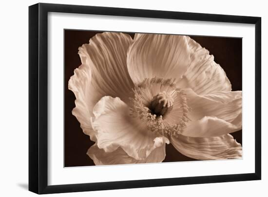 Sepia Poppy I-Cora Niele-Framed Photographic Print