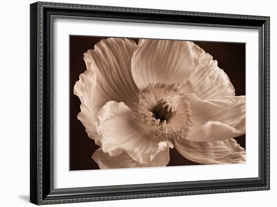 Sepia Poppy I-Cora Niele-Framed Photographic Print