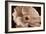 Sepia Poppy I-Cora Niele-Framed Photographic Print