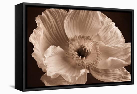 Sepia Poppy I-Cora Niele-Framed Premier Image Canvas