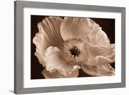 Sepia Poppy I-Cora Niele-Framed Photographic Print