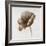 Sepia Poppy I-Drotar Drotar-Framed Giclee Print