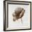 Sepia Poppy I-Drotar Drotar-Framed Giclee Print