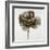 Sepia Poppy II-Drotar Drotar-Framed Giclee Print