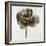 Sepia Poppy II-Drotar Drotar-Framed Giclee Print