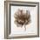 Sepia Poppy III-Drotar Drotar-Framed Giclee Print