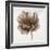 Sepia Poppy III-Drotar Drotar-Framed Giclee Print