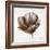 Sepia Poppy IV-Drotar Drotar-Framed Giclee Print