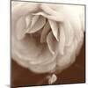 Sepia Rapture II-Judy Stalus-Mounted Photographic Print