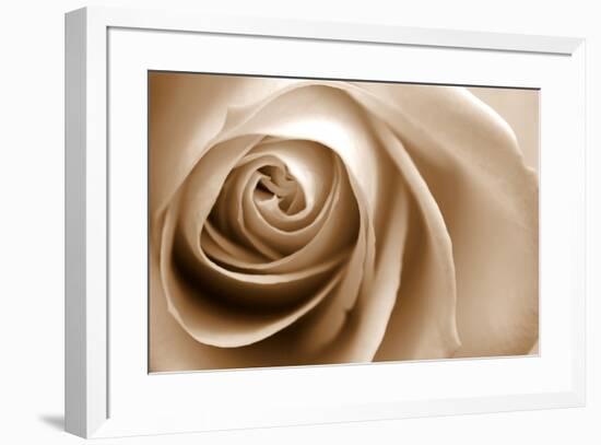 Sepia Rose 01-Tom Quartermaine-Framed Giclee Print