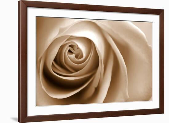 Sepia Rose 01-Tom Quartermaine-Framed Giclee Print