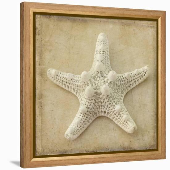 Sepia Shell I-Judy Stalus-Framed Stretched Canvas