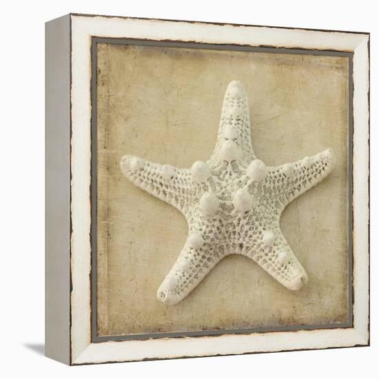 Sepia Shell I-Judy Stalus-Framed Stretched Canvas