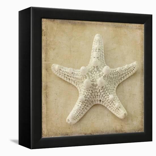 Sepia Shell I-Judy Stalus-Framed Stretched Canvas