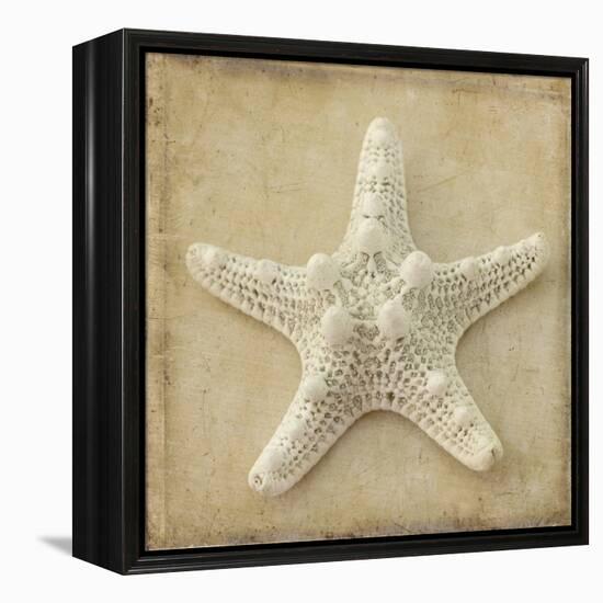 Sepia Shell I-Judy Stalus-Framed Stretched Canvas