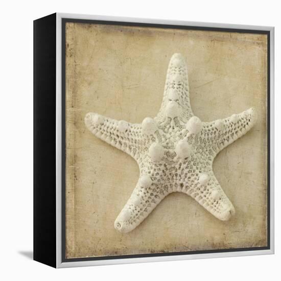 Sepia Shell I-Judy Stalus-Framed Stretched Canvas