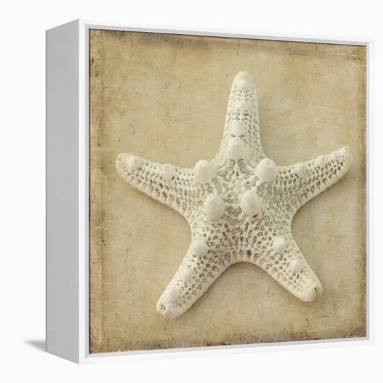 Sepia Shell I-Judy Stalus-Framed Stretched Canvas