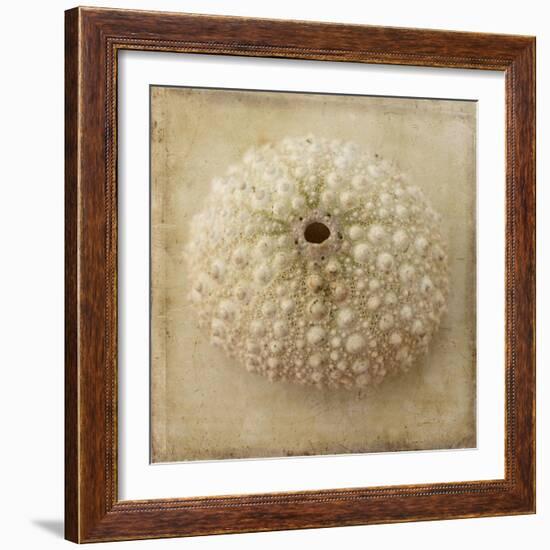 Sepia Shell II-Judy Stalus-Framed Art Print