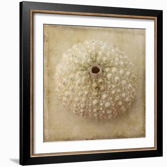 Sepia Shell II-Judy Stalus-Framed Art Print