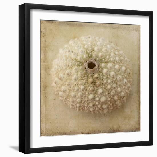 Sepia Shell II-Judy Stalus-Framed Art Print