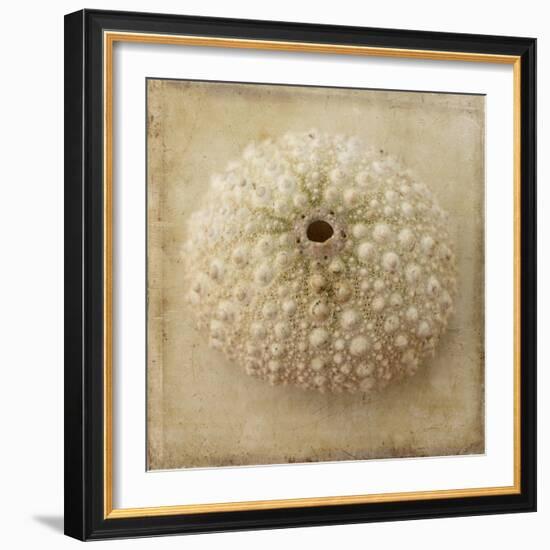 Sepia Shell II-Judy Stalus-Framed Art Print