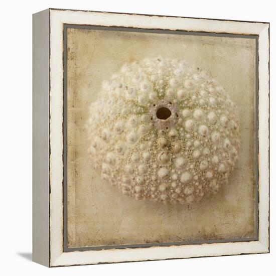 Sepia Shell II-Judy Stalus-Framed Stretched Canvas