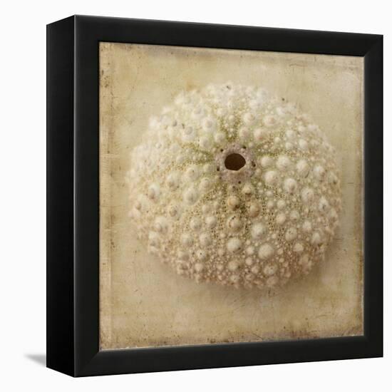 Sepia Shell II-Judy Stalus-Framed Stretched Canvas