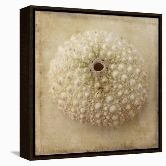 Sepia Shell II-Judy Stalus-Framed Stretched Canvas