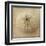 Sepia Shell II-Judy Stalus-Framed Art Print