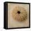 Sepia Shell III-Judy Stalus-Framed Stretched Canvas