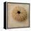 Sepia Shell III-Judy Stalus-Framed Stretched Canvas