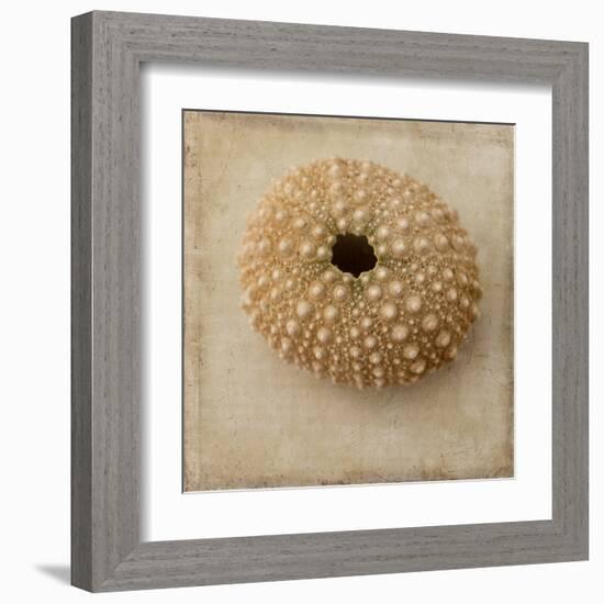 Sepia Shell III-Judy Stalus-Framed Art Print