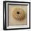 Sepia Shell III-Judy Stalus-Framed Art Print