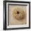 Sepia Shell III-Judy Stalus-Framed Art Print