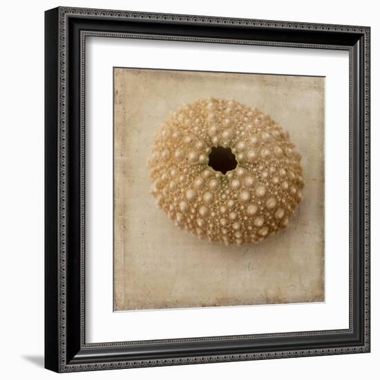 Sepia Shell III-Judy Stalus-Framed Art Print