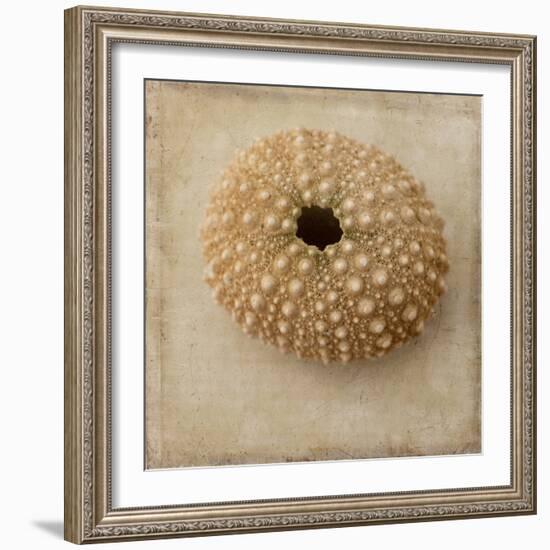 Sepia Shell III-Judy Stalus-Framed Art Print