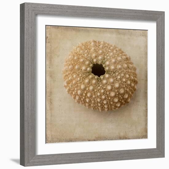 Sepia Shell III-Judy Stalus-Framed Art Print