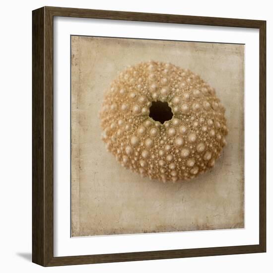 Sepia Shell III-Judy Stalus-Framed Art Print