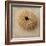 Sepia Shell III-Judy Stalus-Framed Art Print