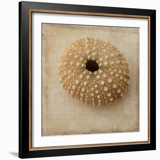 Sepia Shell III-Judy Stalus-Framed Art Print