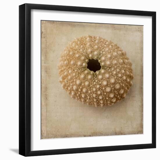 Sepia Shell III-Judy Stalus-Framed Art Print