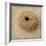 Sepia Shell III-Judy Stalus-Framed Art Print