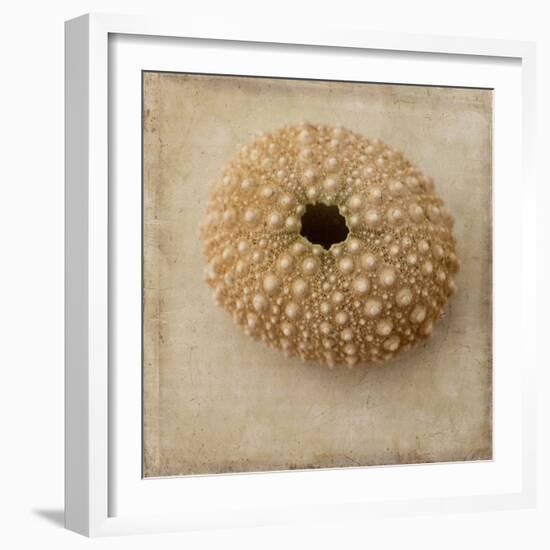 Sepia Shell III-Judy Stalus-Framed Art Print