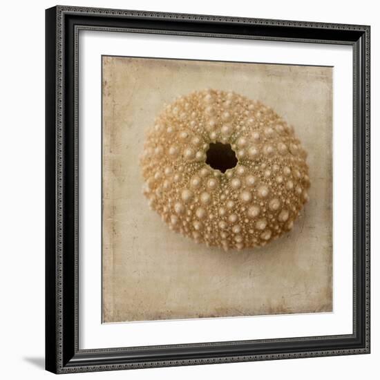 Sepia Shell III-Judy Stalus-Framed Art Print