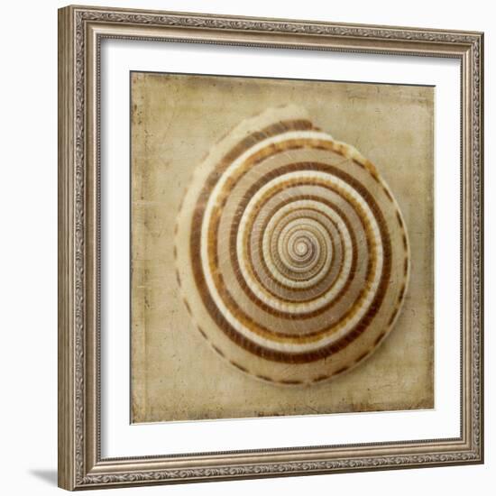 Sepia Shell V-Judy Stalus-Framed Premium Giclee Print