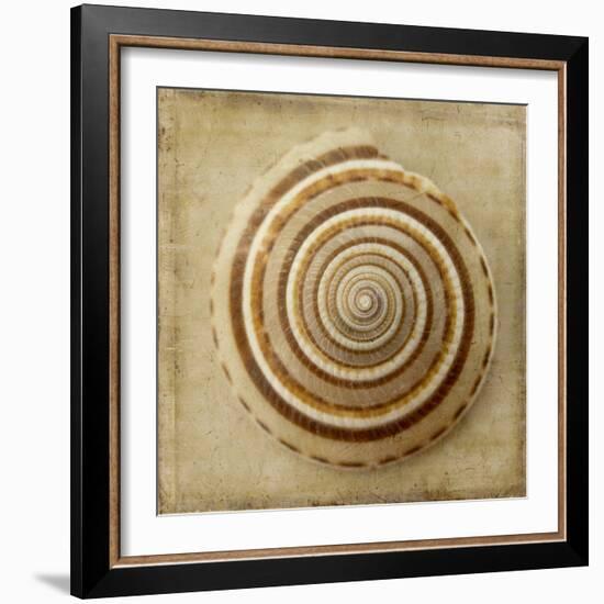 Sepia Shell V-Judy Stalus-Framed Premium Giclee Print