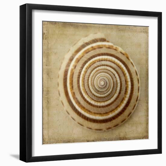 Sepia Shell V-Judy Stalus-Framed Premium Giclee Print