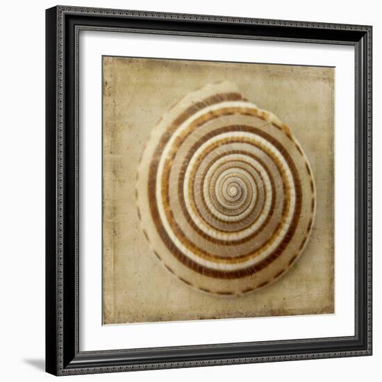 Sepia Shell V-Judy Stalus-Framed Premium Giclee Print