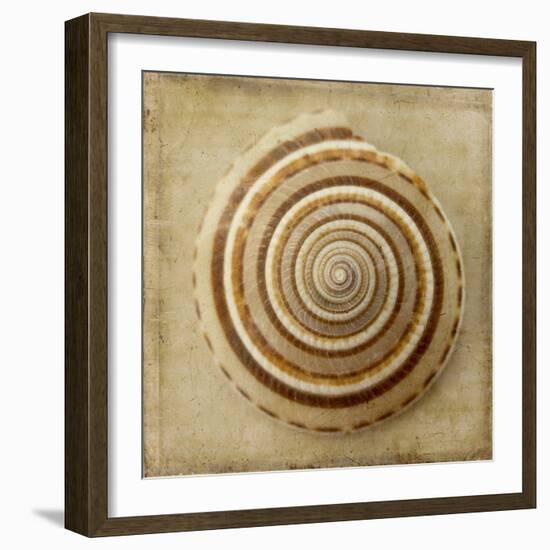 Sepia Shell V-Judy Stalus-Framed Art Print