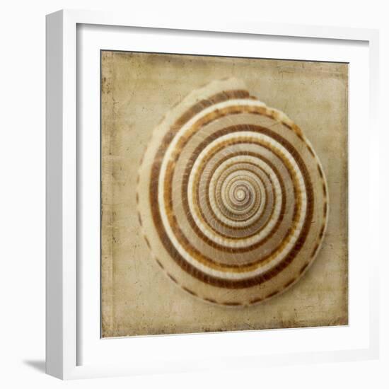 Sepia Shell V-Judy Stalus-Framed Art Print